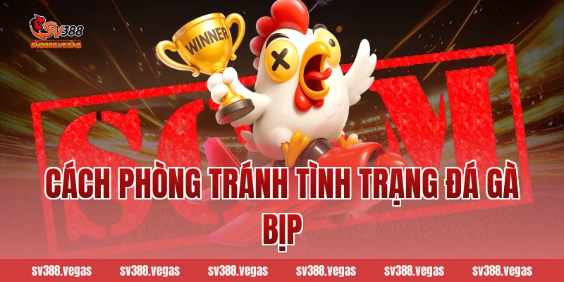 Cách phòng tránh tình trạng đá gà bịp