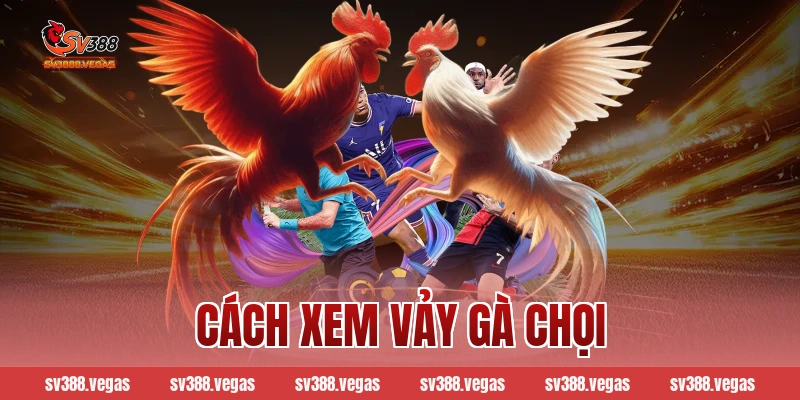 cách xem vảy gà chọi