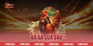 Đá gà cựa dao