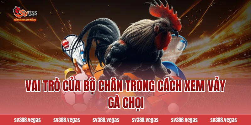 Vai trò của bộ chân trong cách xem vảy gà chọi